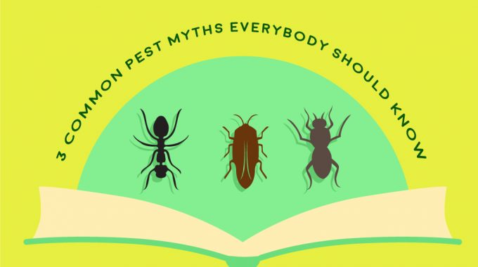 3 Common Pest Myths Everybody Should Know